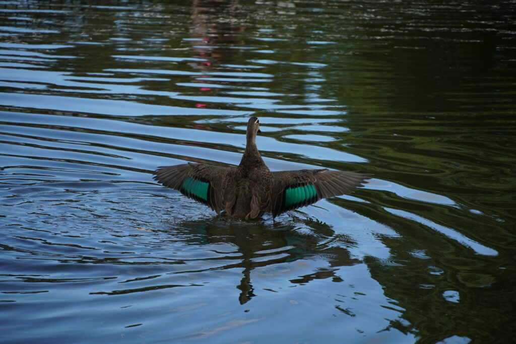 A duck spreads its wings whilst on a lake.