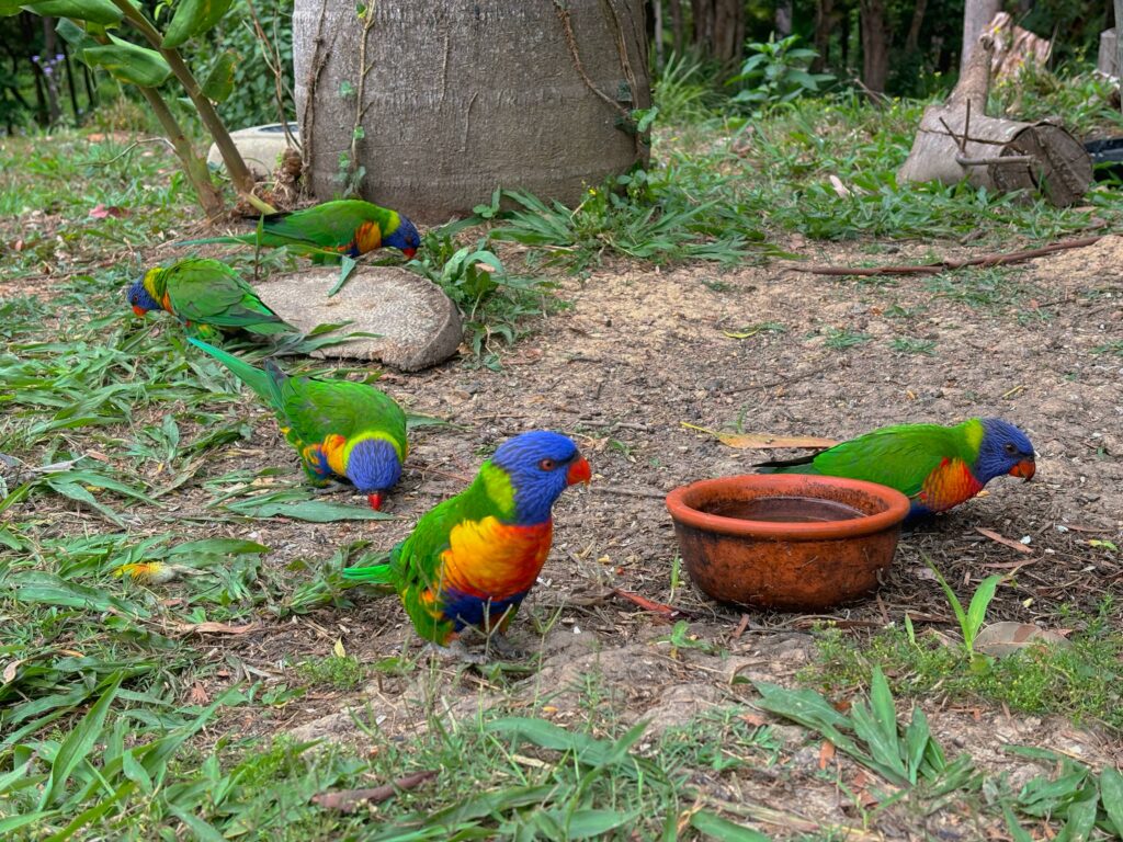 Five rainbow lorikeets roam outside Carobana Carob Confectionery, with a bowl of water present.